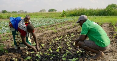 Woman tending to crops with baby on her back, while man is crouched and watching opposite