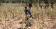 A cornfield in Mutoko district &mdash; across Zimbabwe, drought is affecting the livelihoods of millions. Photo: WFP/Tatenda Macheka