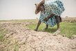 A farmer in Toya village in Timbuktu, in drought-hit Mali, in August. WFP and the German Federal Ministry of Economic Cooperation and Development run resilience projects there. Photo: WFP/Simon Pierre Diouf