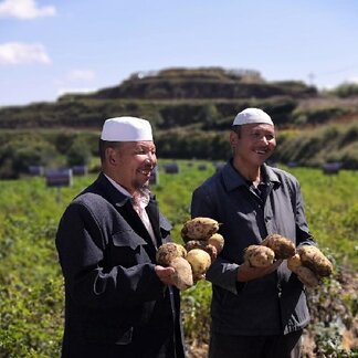 Smallholder farmers are benefitting from Zinc-enriched Potato Project in Linxia County of Gansu Province. Photo credit: IFENG.COM 