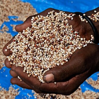 Farmer from the Turkana tribe holds sorghum grains produced through the Kolioro irrigation scheme in Turkana district, northern Kenya.