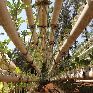 Thriving and green vegetables at the Olympic High School, a project that was implemented by WFP Kenya and has seen an increase of agriculture students