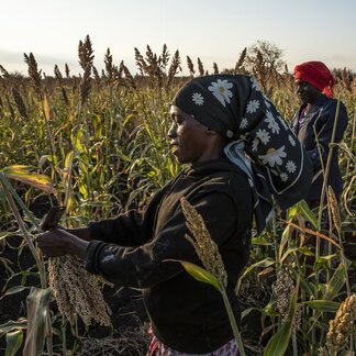 Two people harvesting grain in a field. One holding a tool and both wearing headscarves.