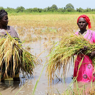 Women holding green crops. Photo: WFP/Mamadou Jallow