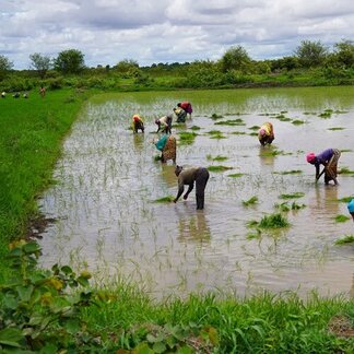 Women working on their fields. Photo: WFP/Mamadou Jallow