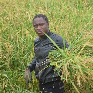 Young smallholder farmers cut rice following the introduction of a new intensive production technique supported by WFP as part of the resilience programme. Photo: WFP/Charlotte Alves