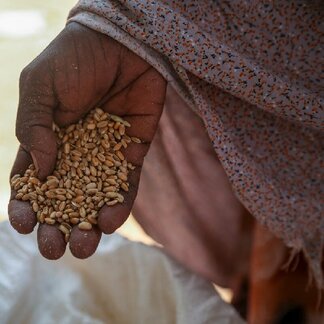 A WFP distribution of wheat in Galkayo, Somalia. Photo credit: WFP/Patrick Mwangi