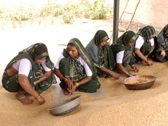 A row of women squatting down and sorting grain