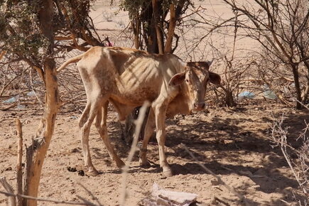 WFP News Video: Horn of Africa Drought (For the Media)